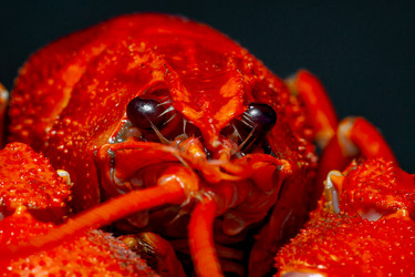 Similar image 21550834