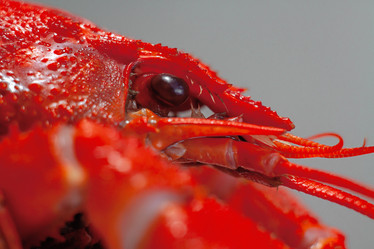 Similar image 21550842