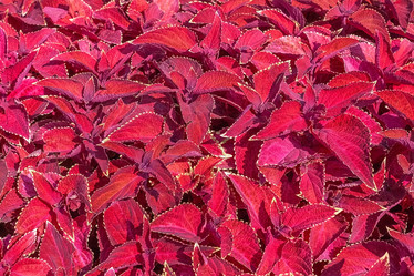 Similar image 21550541