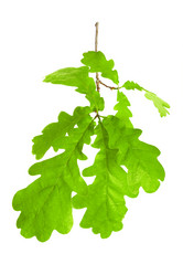 Similar image 21550554