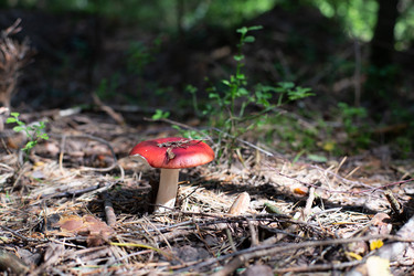 Similar image 21555695