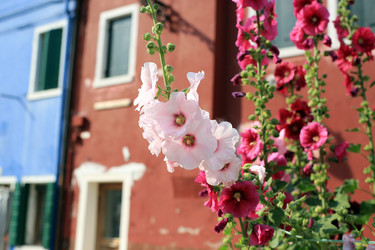 Similar image 21555703