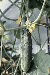 Similar image 21561743