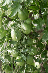 Similar image 21561744