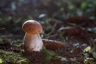 Similar image 21560694