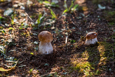 Similar image 21560698