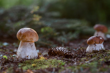 Similar image 21560718