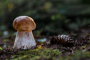 Similar image 21560719