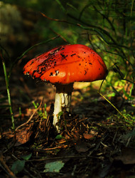 Similar image 21554965