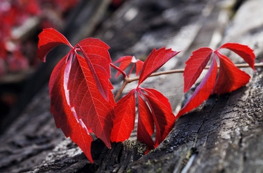 Similar image 21555068