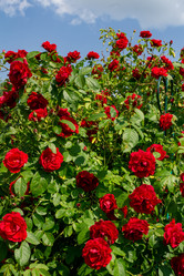 Similar image 21549936