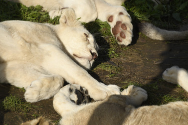 Similar image 21551938