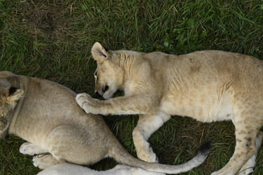 Similar image 21551939