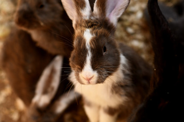 Similar image 21551954