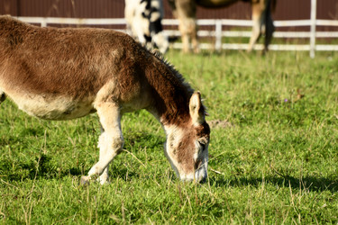 Similar image 21551750