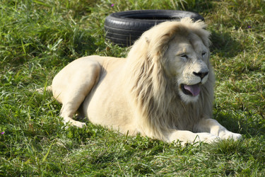 Similar image 21551754