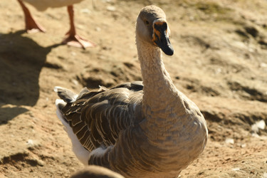 Similar image 21551960