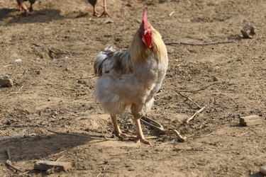 Similar image 21552016