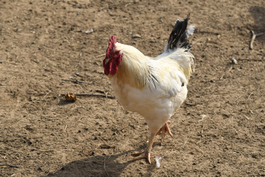 Similar image 21552017