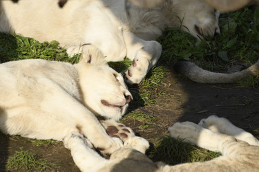 Similar image 21551039