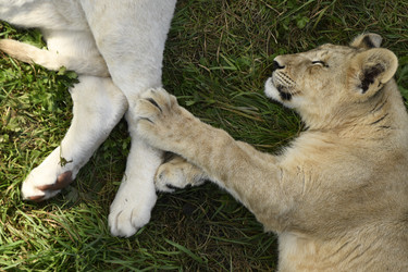 Similar image 21551043