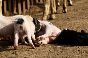 Similar image 21552035