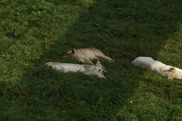 Similar image 21551053