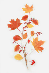 Similar image 21550106