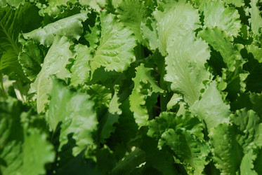 Similar image 21550592