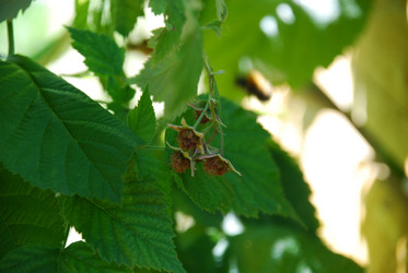 Similar image 21550602