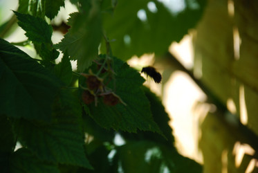 Similar image 21550604