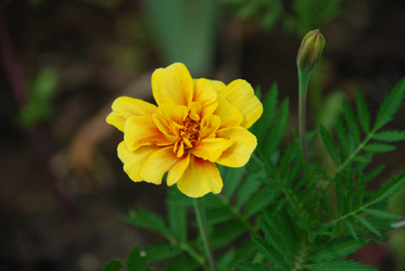 Similar image 21550642