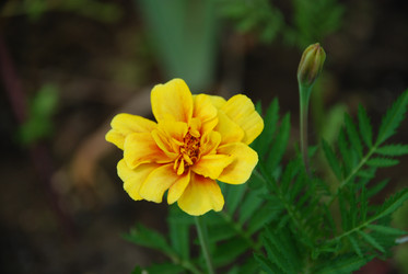 Similar image 21550652