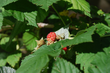 Similar image 21550237