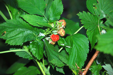 Similar image 21550248