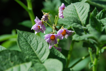 Similar image 21550257