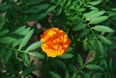 Similar image 21550266