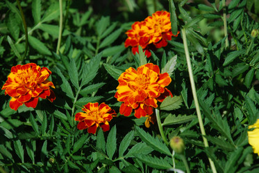 Similar image 21550270