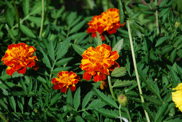 Similar image 21550272