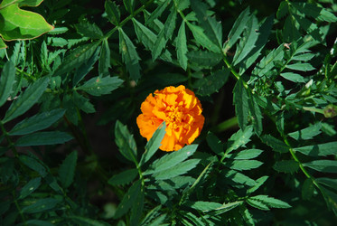 Similar image 21550289