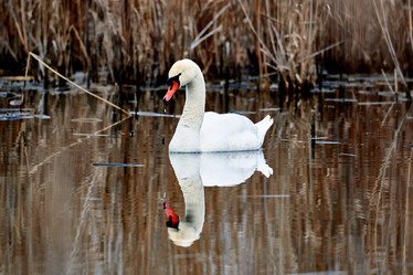 Similar image 21551654