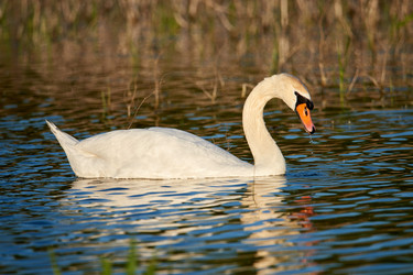 Similar image 21552295