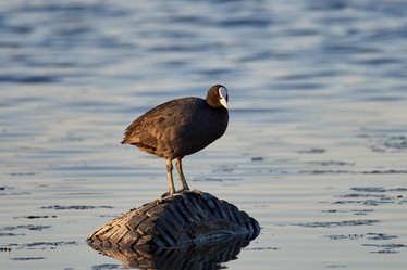 Similar image 21552298