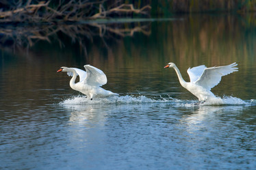 Similar image 21552604