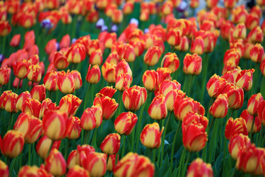 Similar image 21552723