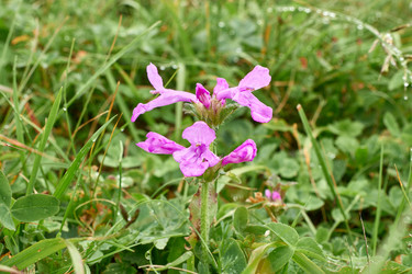 Similar image 21552135