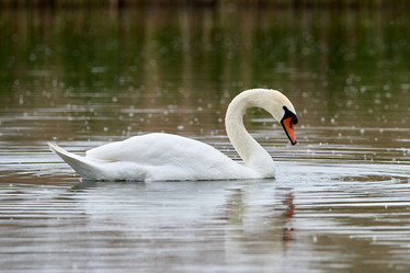 Similar image 21552954