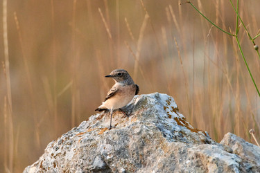 Similar image 21553154