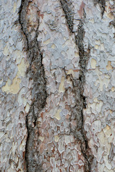 Similar image 21553745