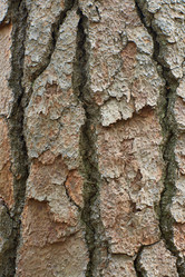 Similar image 21553571